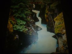 画像1: CAT STEVENS/BACK TO EARTH