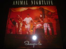 画像1: ANIMAL NIGHTLIFE/SHANGLI-RA