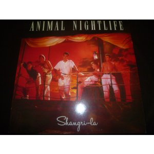 画像: ANIMAL NIGHTLIFE/SHANGLI-RA